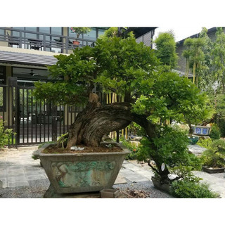 Cây giống chòi mòi ( cây ghép giống chuẩn)