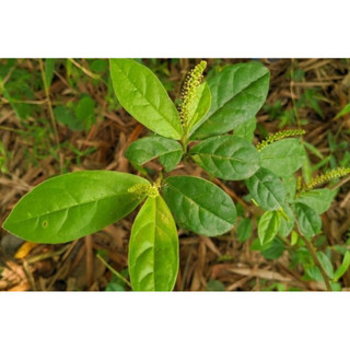 Cây giống chòi mòi ( cây ghép giống chuẩn)