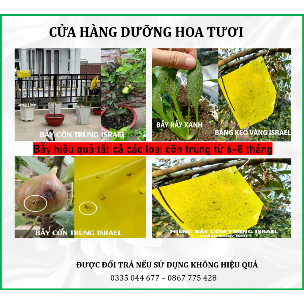 Bẫy ruồi vàng, bẫy ruồi giấm, bẫy ruồi 2 mặt keo bẫy tất cả côn trùng bọ trắng, bọ trĩ, nhện đỏ..trên 6 tháng