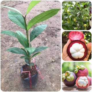 Cây giống Măng Cụt