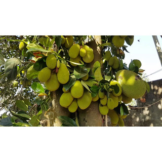 Cây mít tố nữ giống (Cây khỏe đẹp,giống chuẩn)