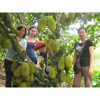 Cây mít tố nữ giống (Cây khỏe đẹp,giống chuẩn)
