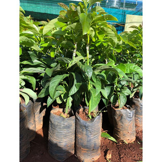 Cây bơ Cuba M3 giống