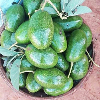 Cây bơ Cuba M3 giống (Cây khỏe + giống chuẩn)