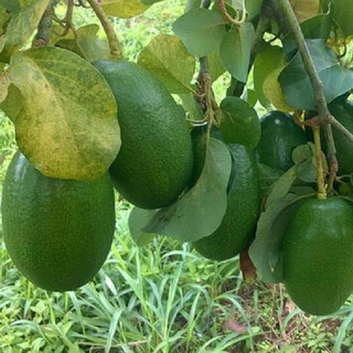 Cây bơ Cuba M3 giống (Cây khỏe + giống chuẩn)