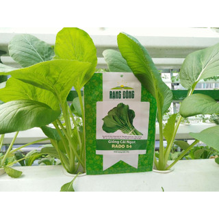 Hạt Giống Cải ngọt Rado 54 (20g)