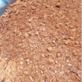 100gram hạt giống gáo vàng