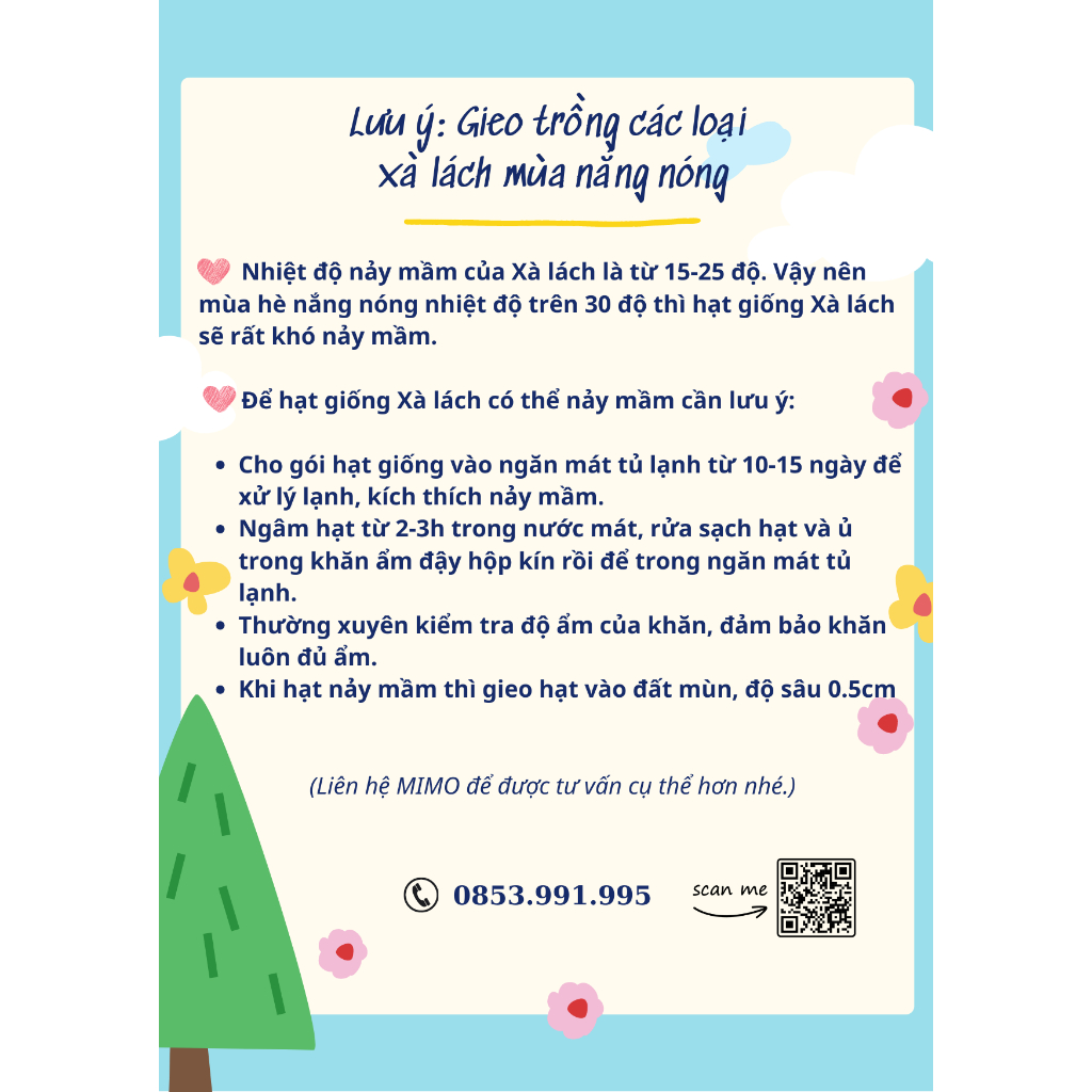 Hạt giống rau xà lách cuộn Iceberg giòn ngọt