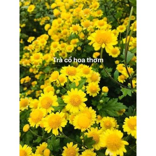 bầu cây hoa cổ trà cây lớn