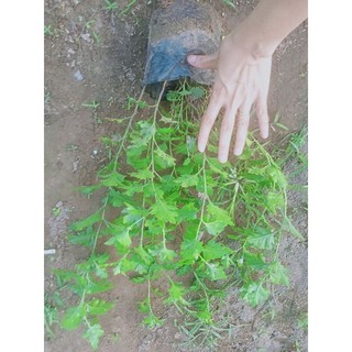 bầu cây hoa cổ trà cây lớn