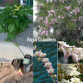 Cây giống đỗ mai, đậu anh đào, cây thân gỗ