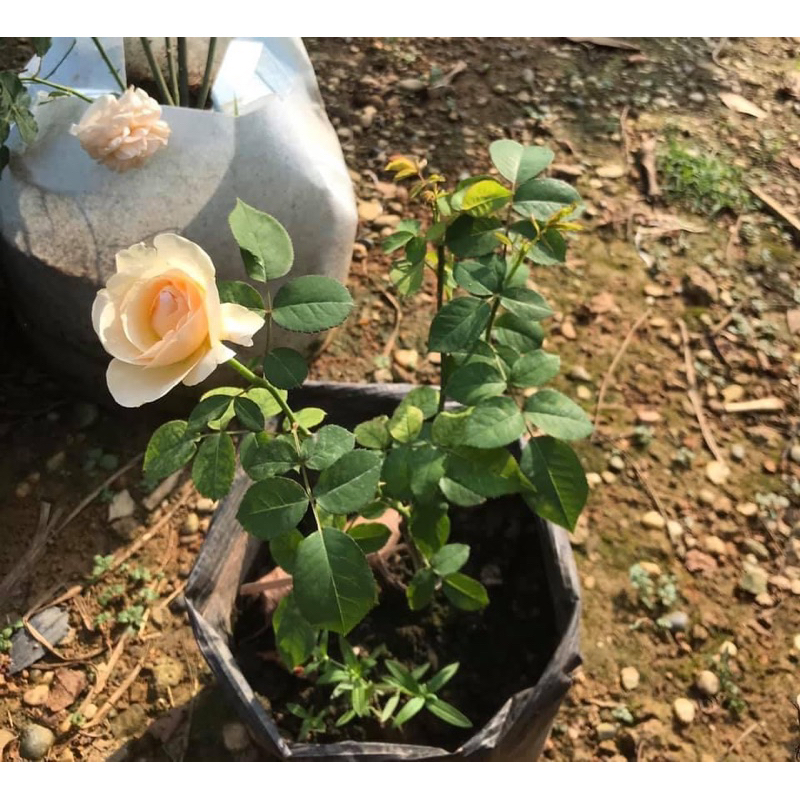 Hoa hồng juliet 35-45cm