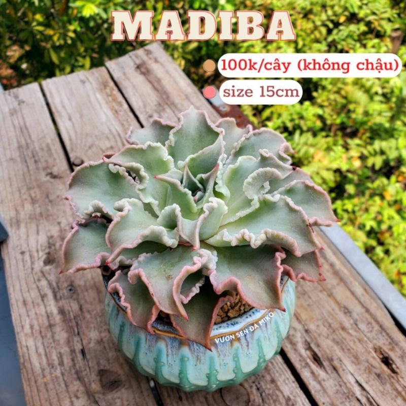 Sen Đá Madiba xoắn size 15-18cm đã thuần nắng cây khỏe đẹp như ảnh MIKO_GARDEN lỗi 1 đền 1