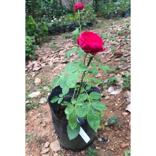 Hoa hồng leo red eden 35-45cm