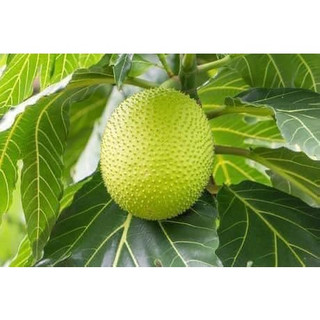 Cây giống sa kê ghép