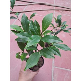 Cây hoa lan tiêu hay cây hàm tiếu