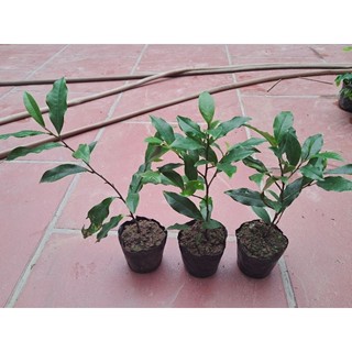 Cây hoa lan tiêu hay cây hàm tiếu