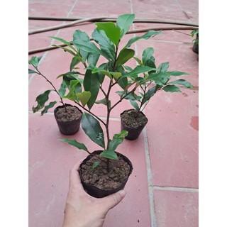 Cây hoa lan tiêu hay cây hàm tiếu