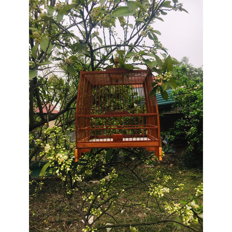 Khung lồng chim chào mào, khung lồng tự ráp, gỗ Quê thái đấu, thái cao, vuông đấu, vuông cao tự táp rễ dàng