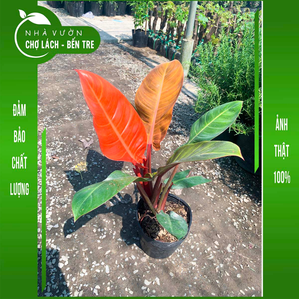 Cây trầu bà đế vương đỏ