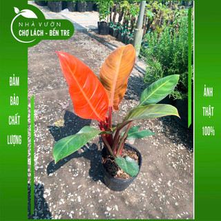 Cây trầu bà đế vương đỏ
