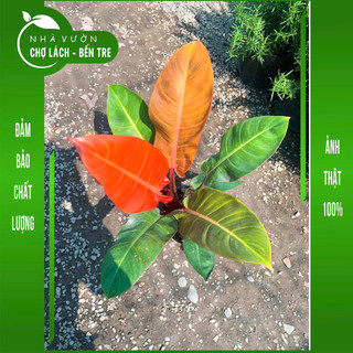Cây trầu bà đế vương đỏ