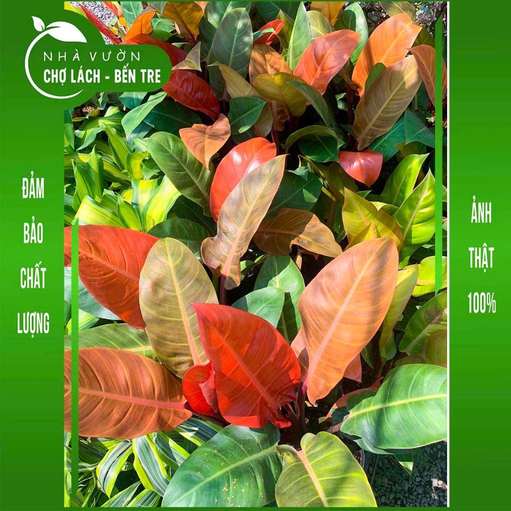 Cây trầu bà đế vương đỏ