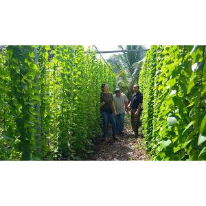 Bột Sương Sâm NAM GIAO [gói 7.5g]