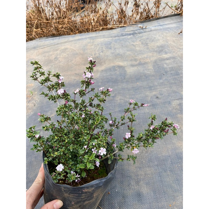 CHẬU CÂY HOA TUYẾT MAI _ HỒNG LOAN MAI  # TẶNG KÈM PHÂN BÓN CAO CẤP HỮU CƠ CÁ HỒI DƯỠNG HOA