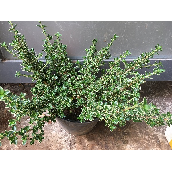 CHẬU CÂY HOA TUYẾT MAI _ HỒNG LOAN MAI  # TẶNG KÈM PHÂN BÓN CAO CẤP HỮU CƠ CÁ HỒI DƯỠNG HOA