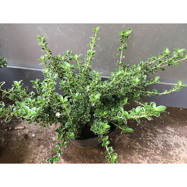 CHẬU CÂY HOA TUYẾT MAI _ HỒNG LOAN MAI  # TẶNG KÈM PHÂN BÓN CAO CẤP HỮU CƠ CÁ HỒI DƯỠNG HOA