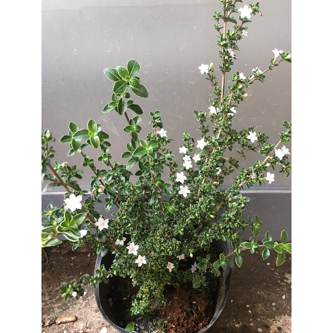 CHẬU CÂY HOA TUYẾT MAI _ HỒNG LOAN MAI  # TẶNG KÈM PHÂN BÓN CAO CẤP HỮU CƠ CÁ HỒI DƯỠNG HOA