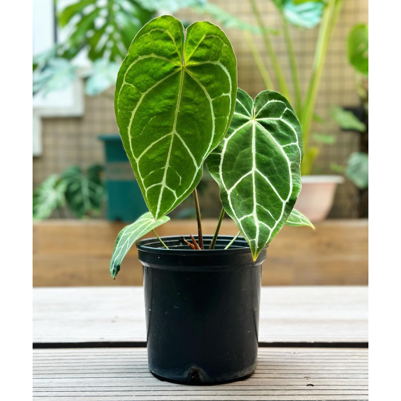 Anthurium Crystal