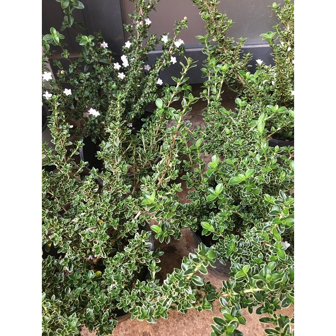 CHẬU CÂY HOA TUYẾT MAI _ HỒNG LOAN MAI  # TẶNG KÈM PHÂN BÓN CAO CẤP HỮU CƠ CÁ HỒI DƯỠNG HOA