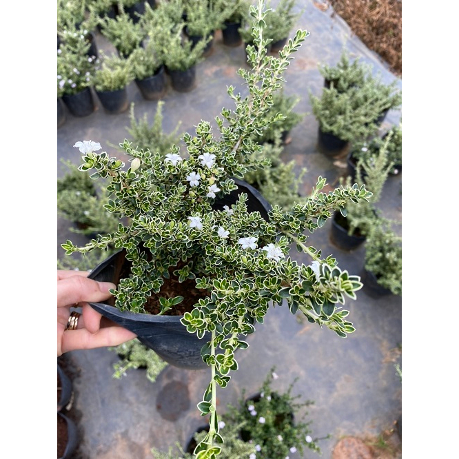 CHẬU CÂY HOA TUYẾT MAI _ HỒNG LOAN MAI  # TẶNG KÈM PHÂN BÓN CAO CẤP HỮU CƠ CÁ HỒI DƯỠNG HOA