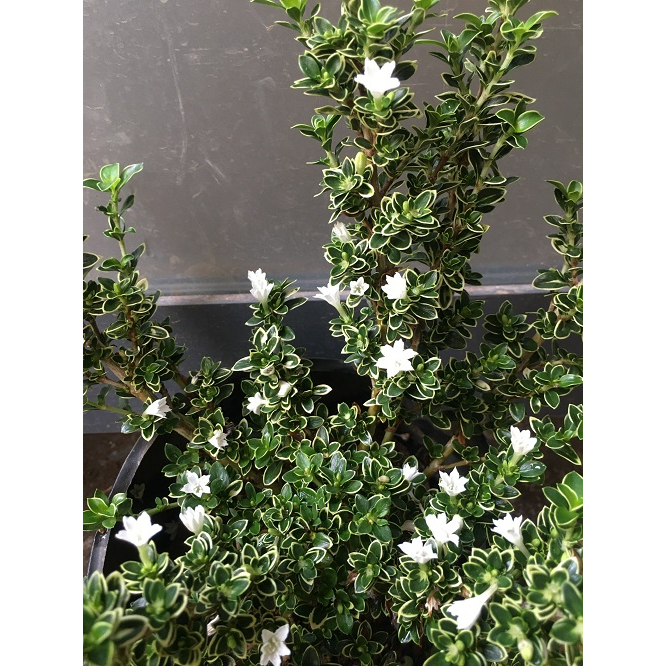 CHẬU CÂY HOA TUYẾT MAI _ HỒNG LOAN MAI  # TẶNG KÈM PHÂN BÓN CAO CẤP HỮU CƠ CÁ HỒI DƯỠNG HOA