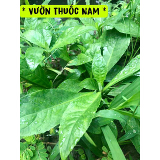 1kg cỏ lá xoài tươi ,cây cỏ thuoc hàn tươi ,cỏ lông nách tươi 1kg
