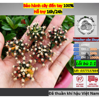 Chồi xương rồng gym lem sos cactusone_shop ưu tiên để tháp kích thướt 2-3cm