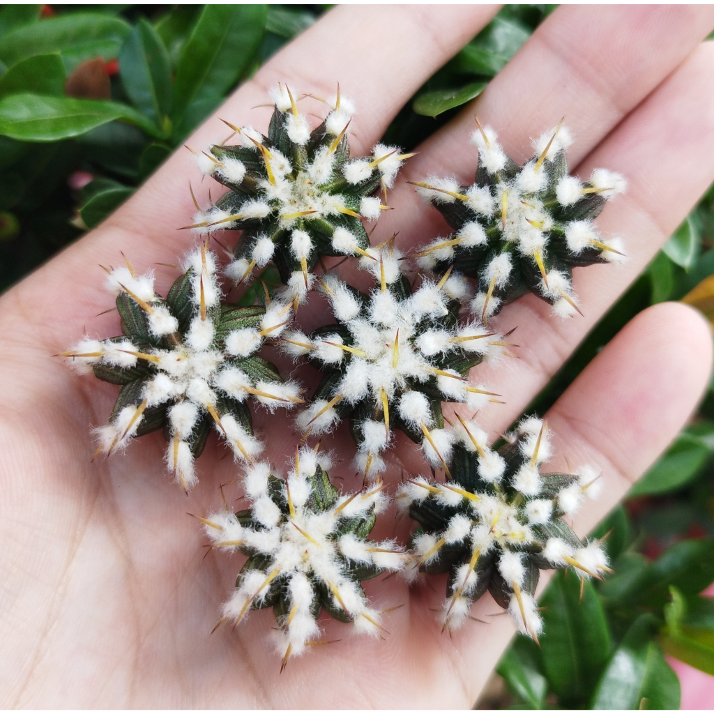 Chồi xương rồng gym Vos014a CACTUSONE_SHOP ưu tiên để tháp kích thướt 2-3cm