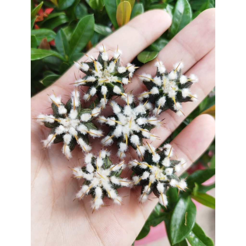Chồi xương rồng gym Vos014a CACTUSONE_SHOP ưu tiên để tháp kích thướt 2-3cm