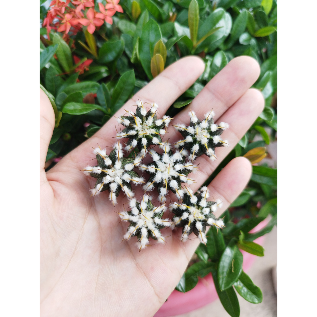 Chồi xương rồng gym Vos014a CACTUSONE_SHOP ưu tiên để tháp kích thướt 2-3cm