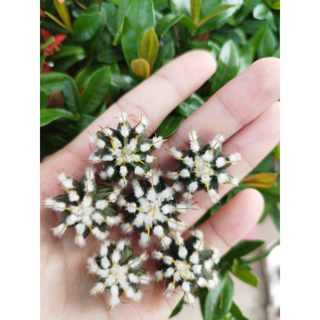 Chồi xương rồng gym Vos014a CACTUSONE_SHOP ưu tiên để tháp kích thướt 2-3cm