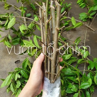 Cành xạ đen già để làm giống, cây giống xạ đen