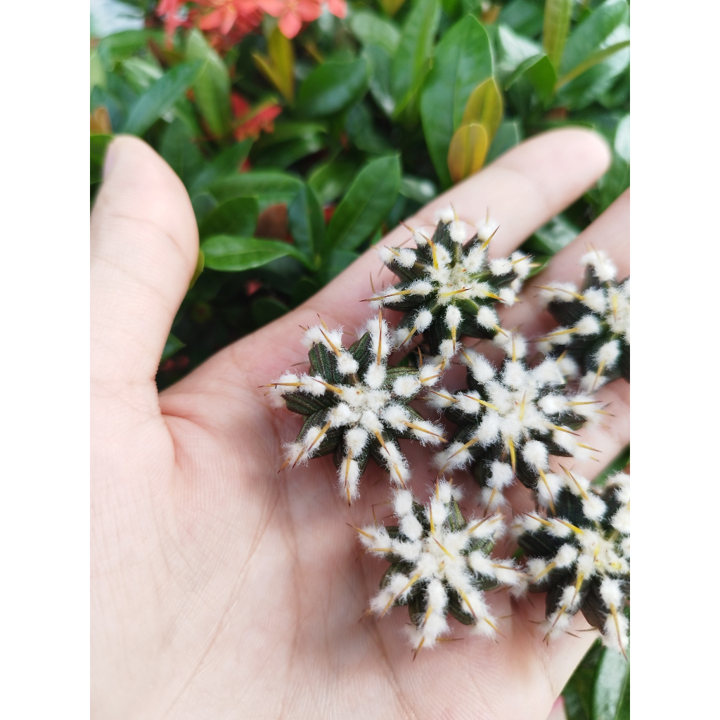 Chồi xương rồng gym Vos014a CACTUSONE_SHOP ưu tiên để tháp kích thướt 2-3cm