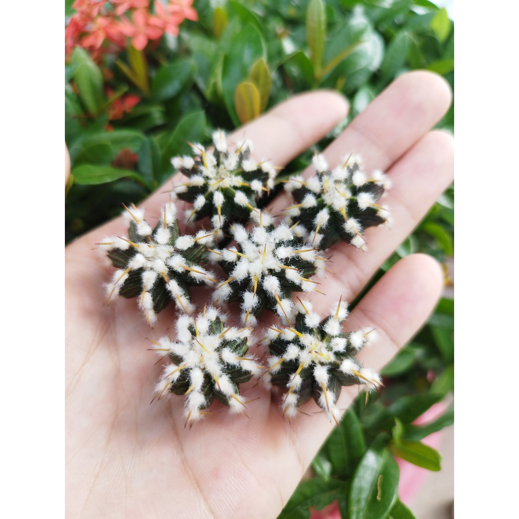 Chồi xương rồng gym Vos014a CACTUSONE_SHOP ưu tiên để tháp kích thướt 2-3cm