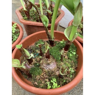 củ giống hoa hồng tú cầu - hoa độc lập (củ mẹ to) (100% ảnh thật)