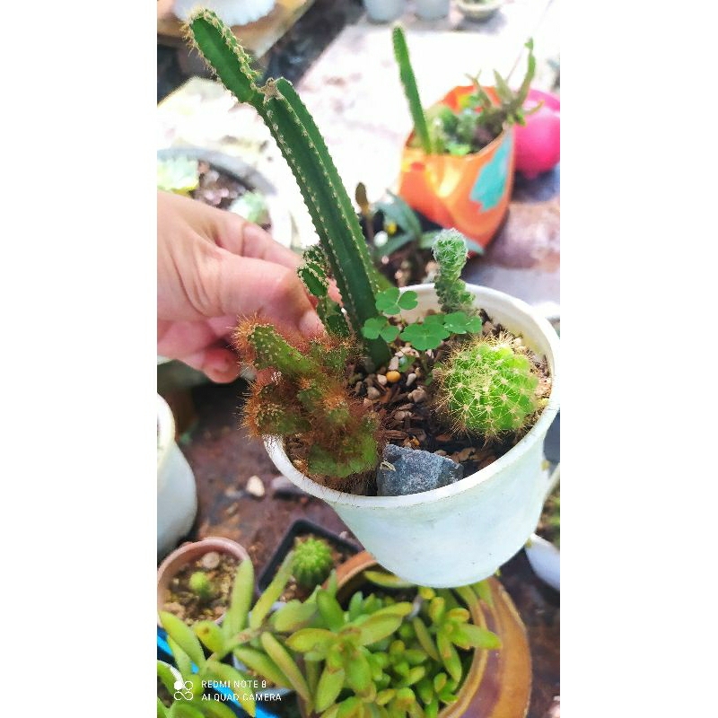 Combo 4cây xương rồng