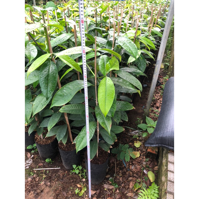 Combo 2 cây Măng cụt hơn 1mét