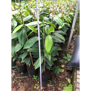 Combo 2 cây Măng cụt hơn 1mét
