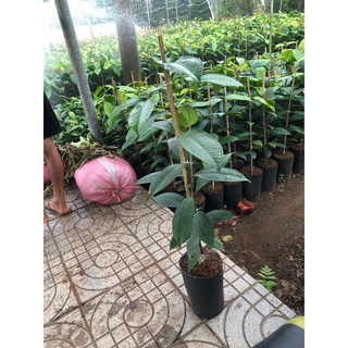 Combo 2 cây Măng cụt hơn 1mét